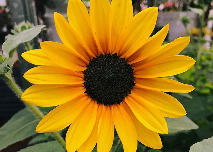 sunflower